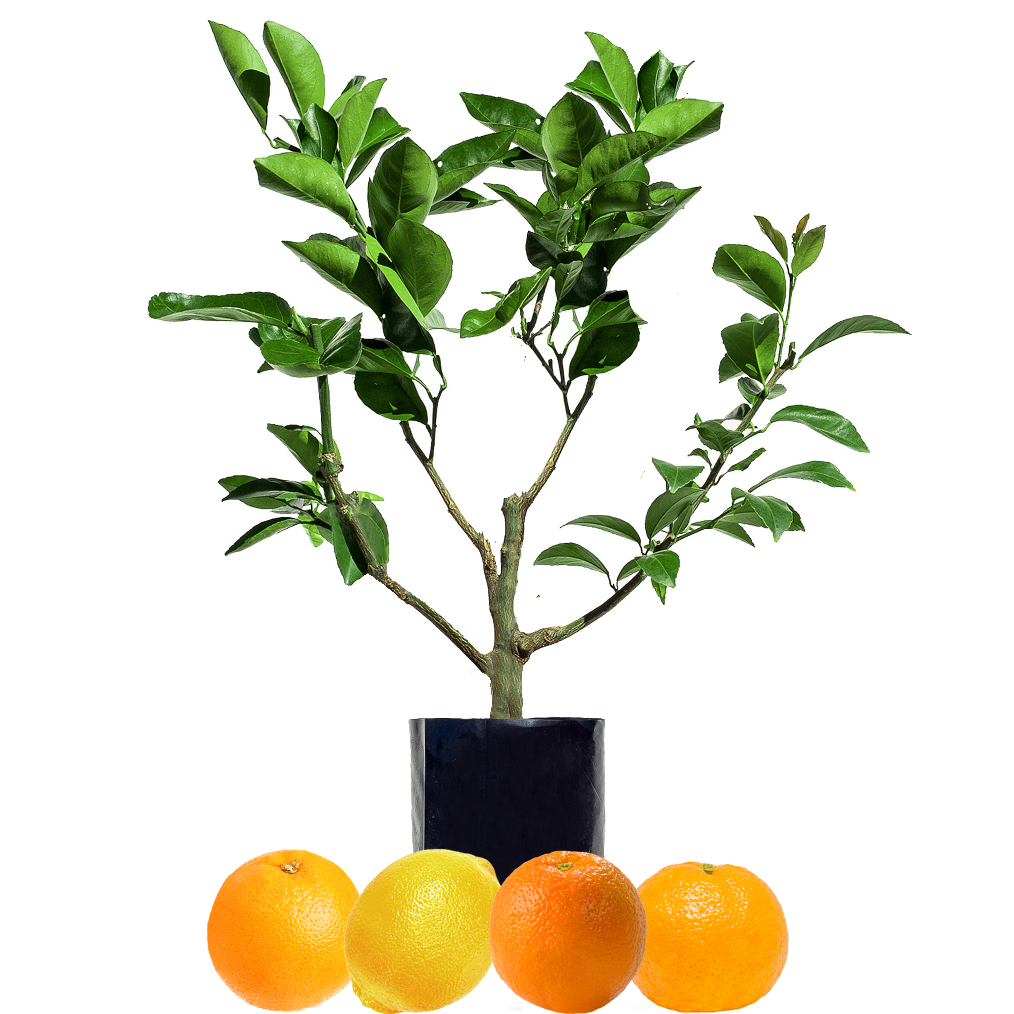 Orange + Orange + Mandarin + Lemon